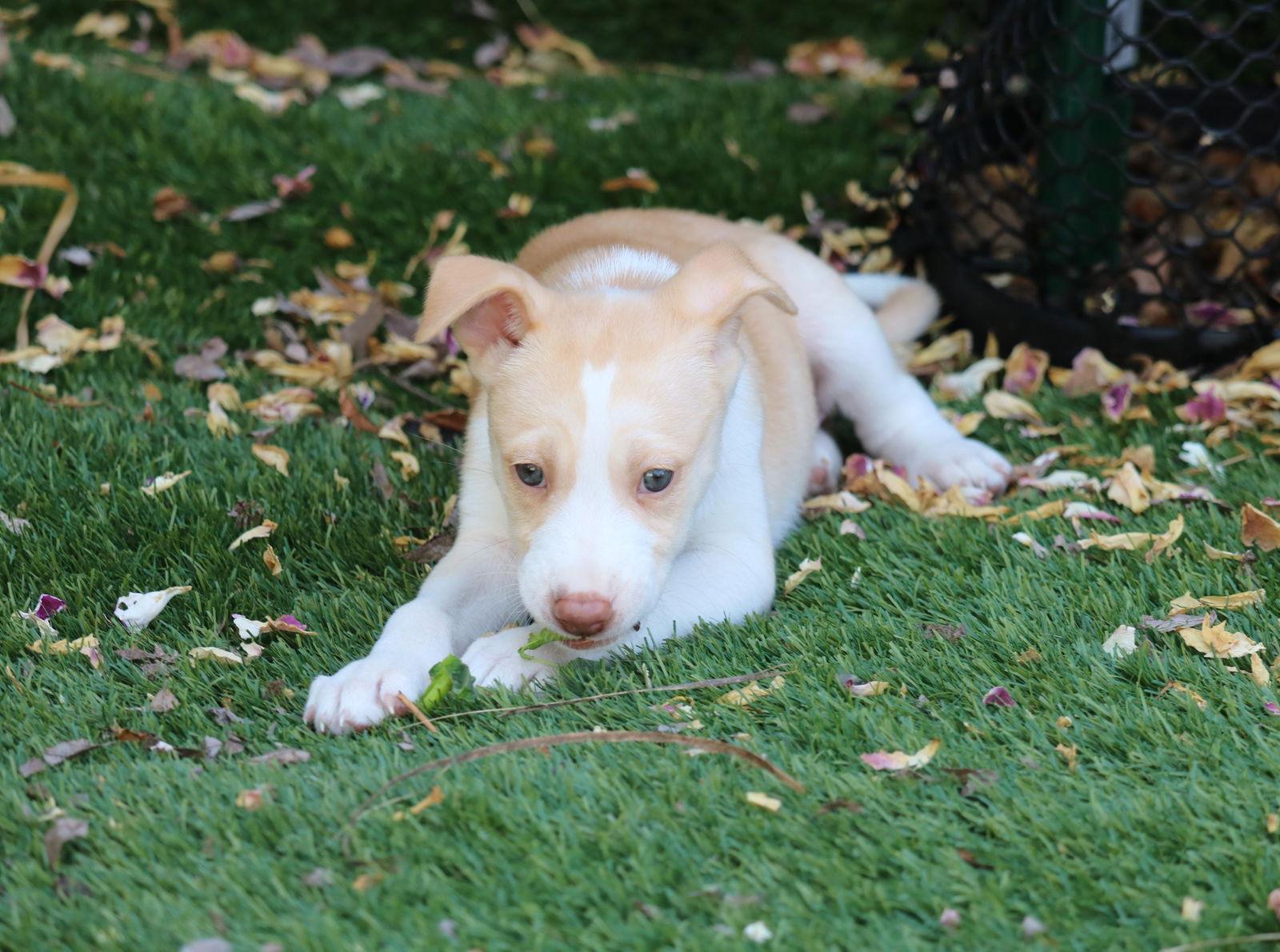 Whisper Courtesy Listing