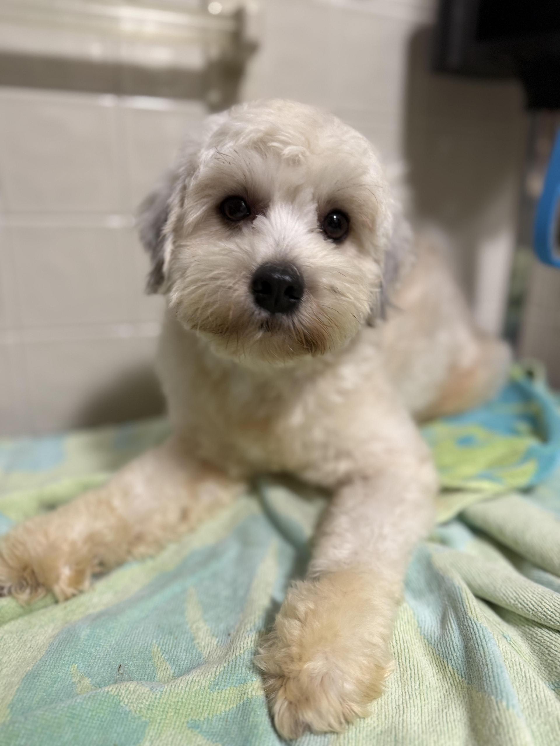 A young small-sized male Apricot / Beige Poodle dog named Little Bear for adoption in Tomkins Cove, NY