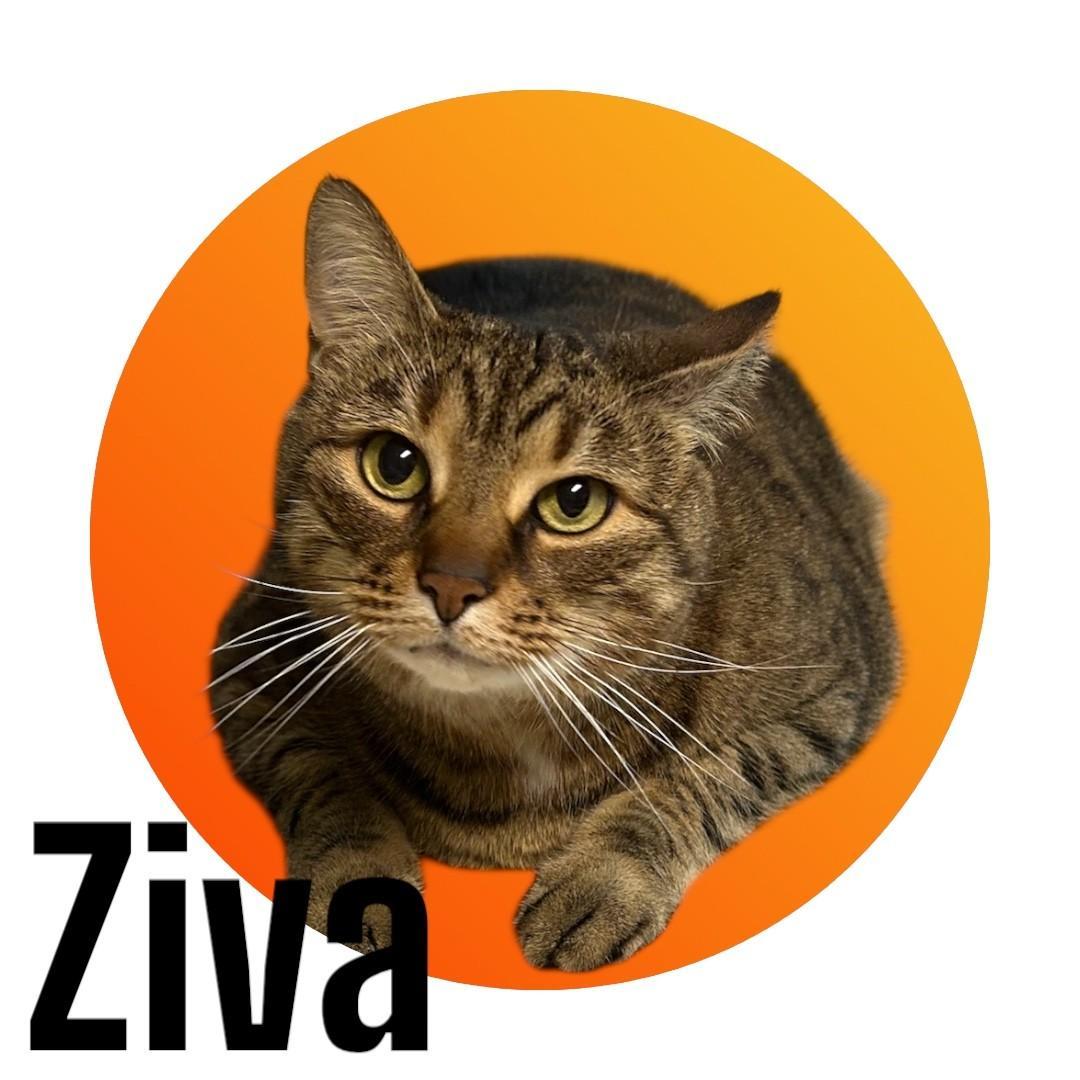 Ziva photo 1