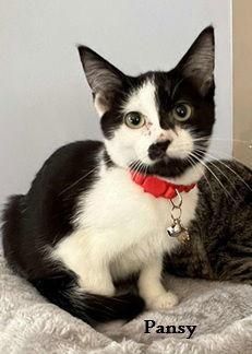 Pansy: Bonded With Pippa