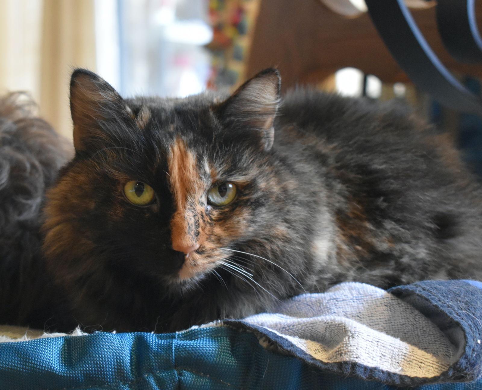 Fanni Declawed photo 1