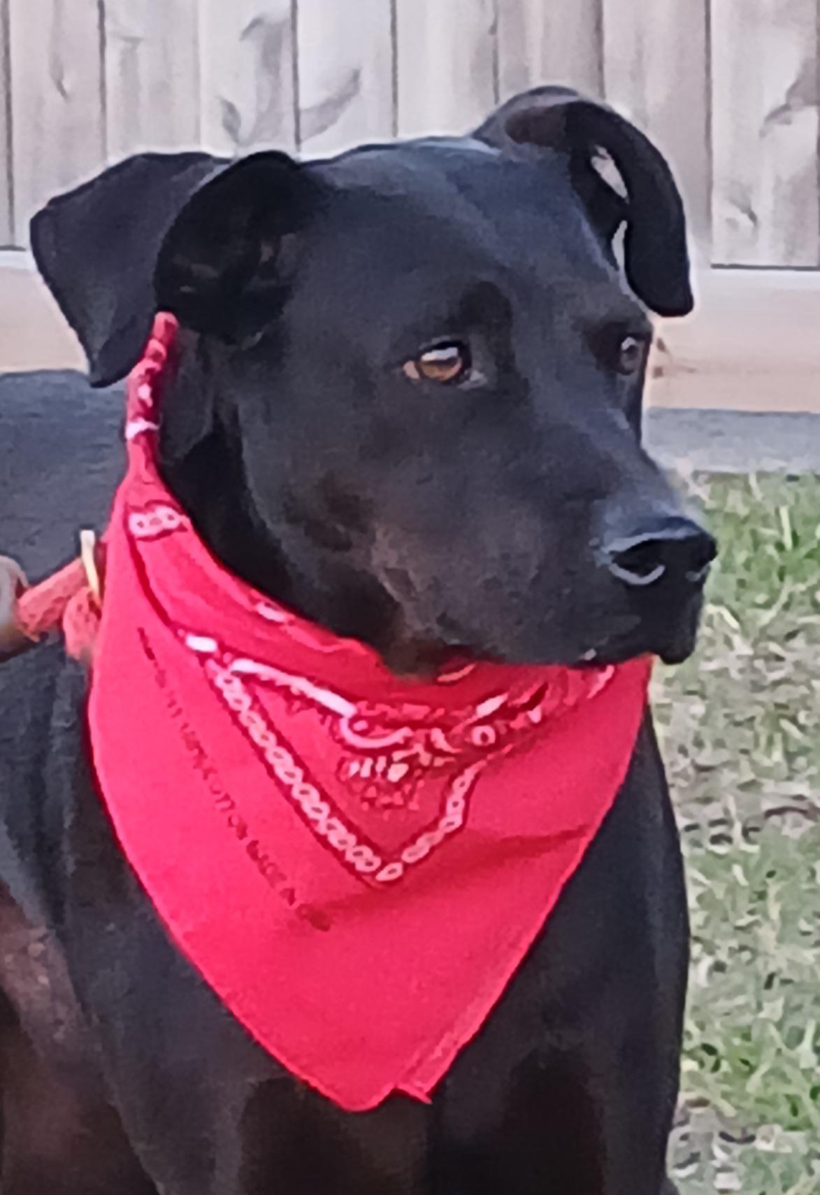 Arthur Great Companion