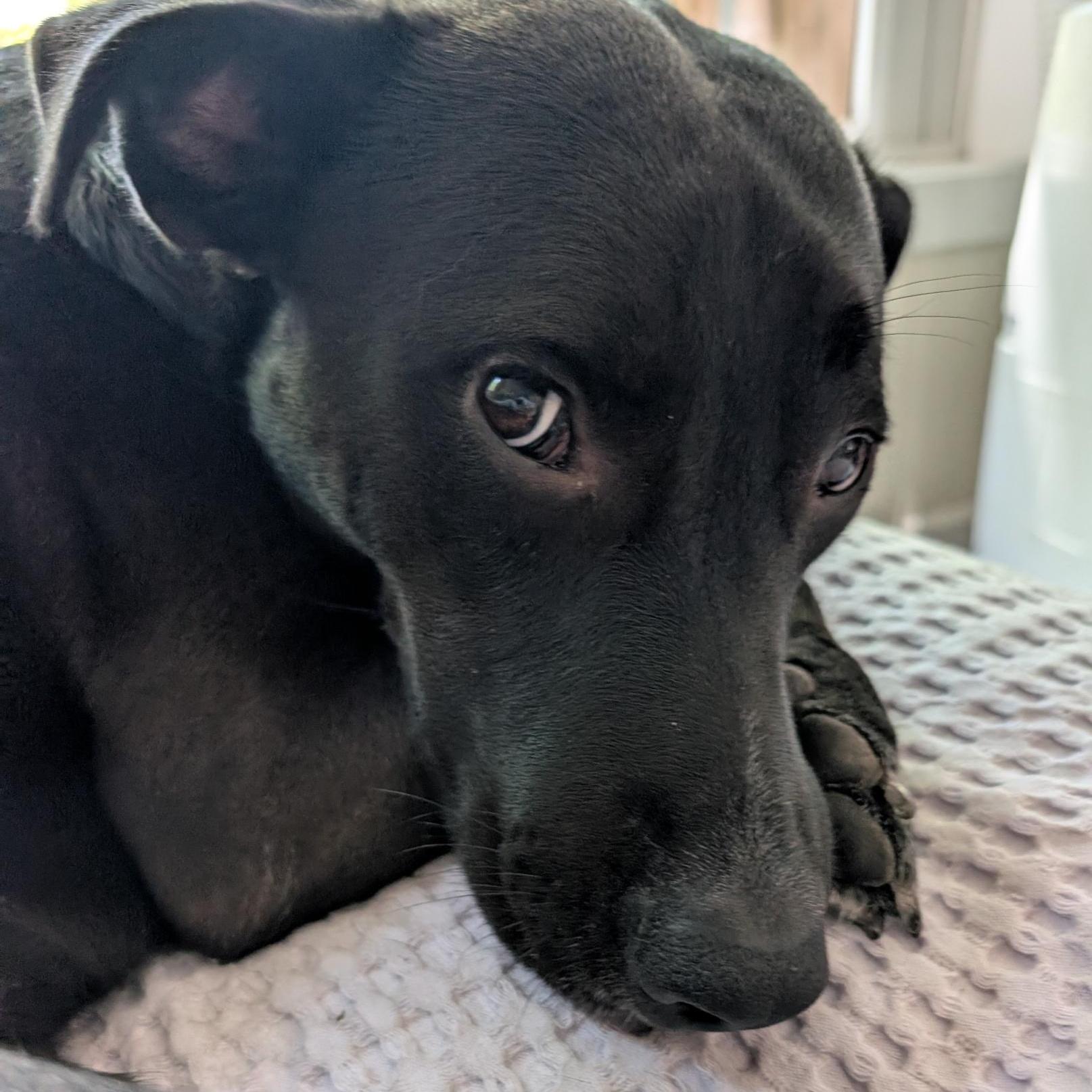 Peppercorn Is In Redmond!