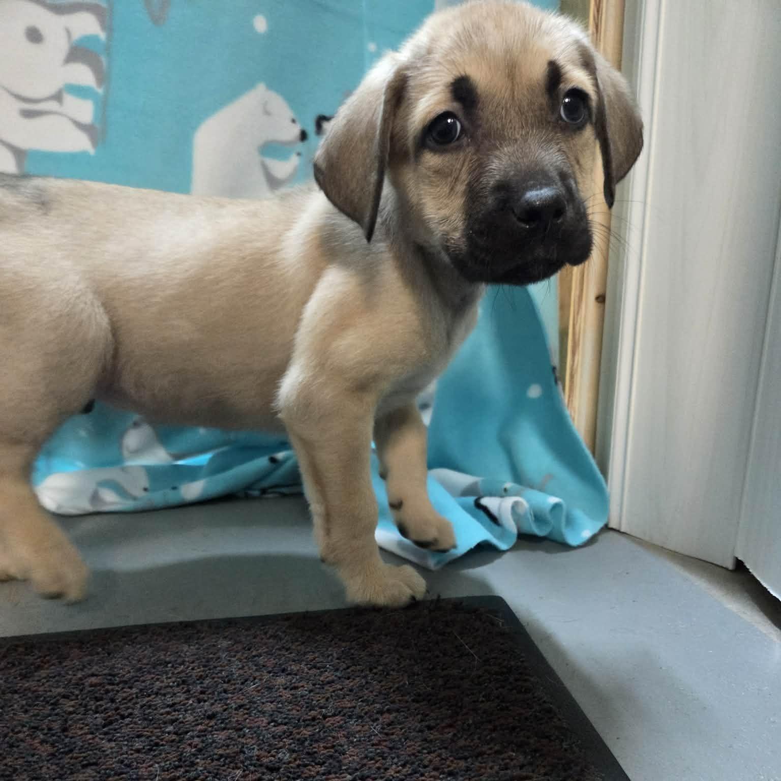 Pepper The Shepherd Mix