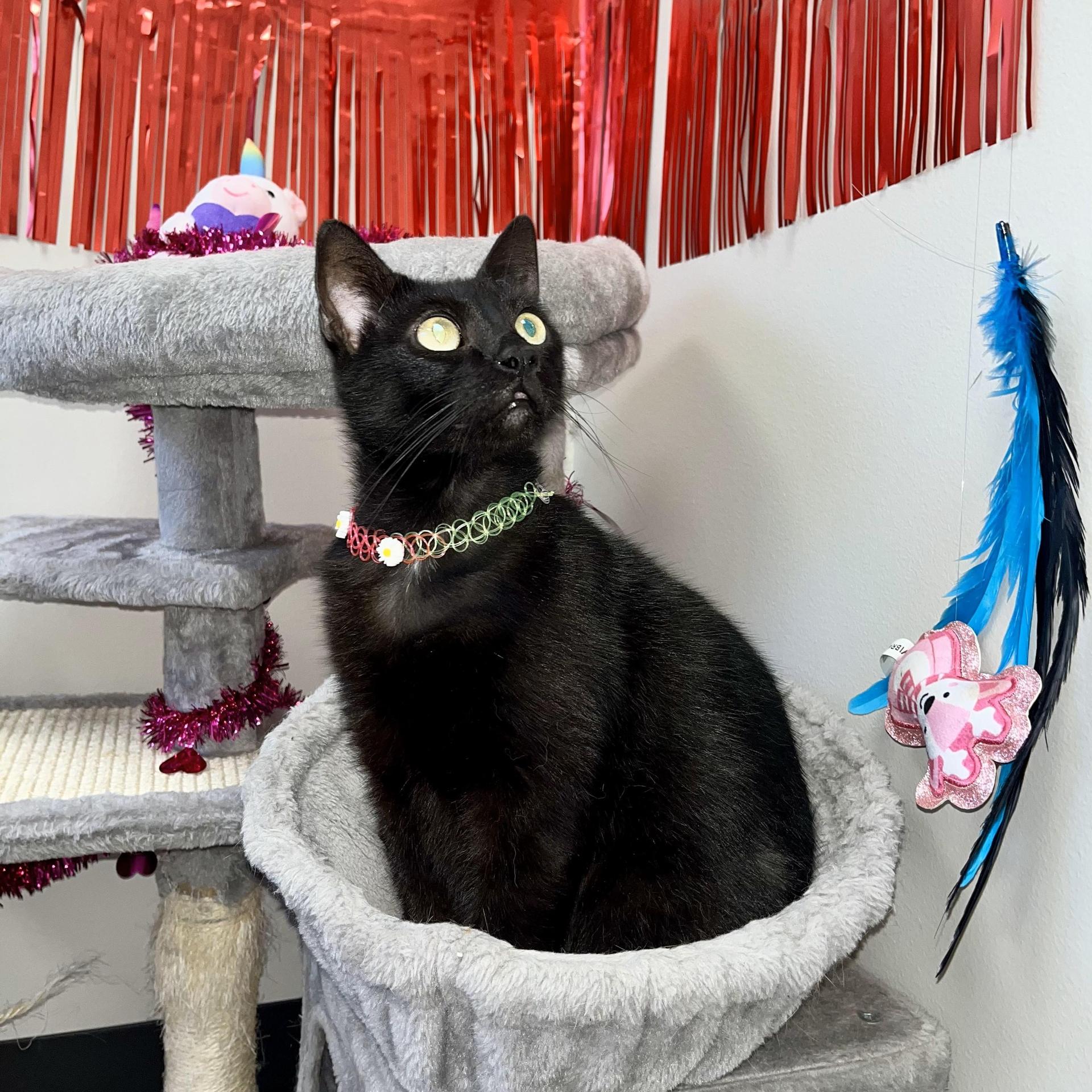 An adult large-sized female Black Domestic Short Hair cat named Blackout for adoption in angleton, TX