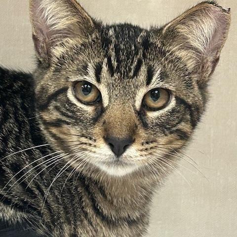 Male Brown Tabby