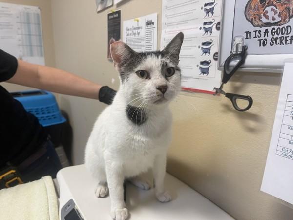 An adult medium-sized male Domestic Short Hair cat named Fantastic Mr. Fox for adoption in Oceanside, CA