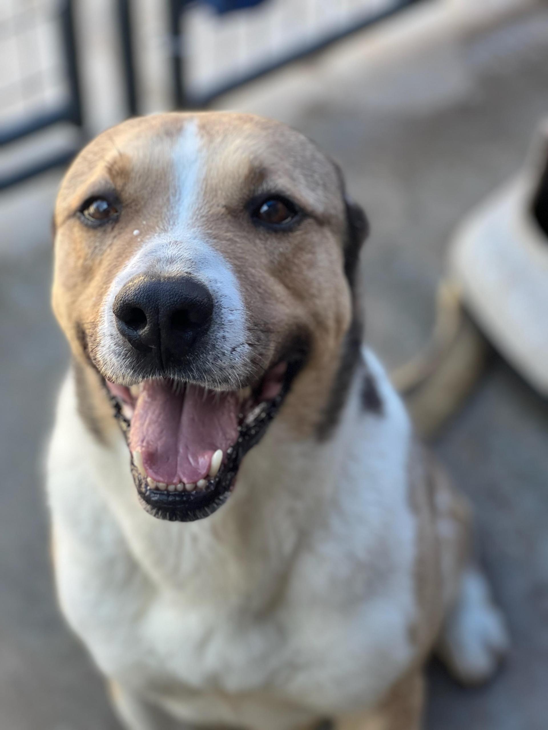 An adult medium-sized male Yellow / Tan / Blond / Fawn Mixed Breed dog named Squidward for adoption in Canyon, TX