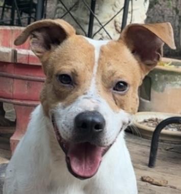 An adult medium-sized male Golden Pit Bull Terrier dog named Lucky for adoption in Noble, OK