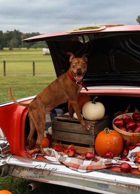 A young medium-sized male Red / Chestnut / Orange Pit Bull Terrier dog named Graham for adoption in Charlotte, NC