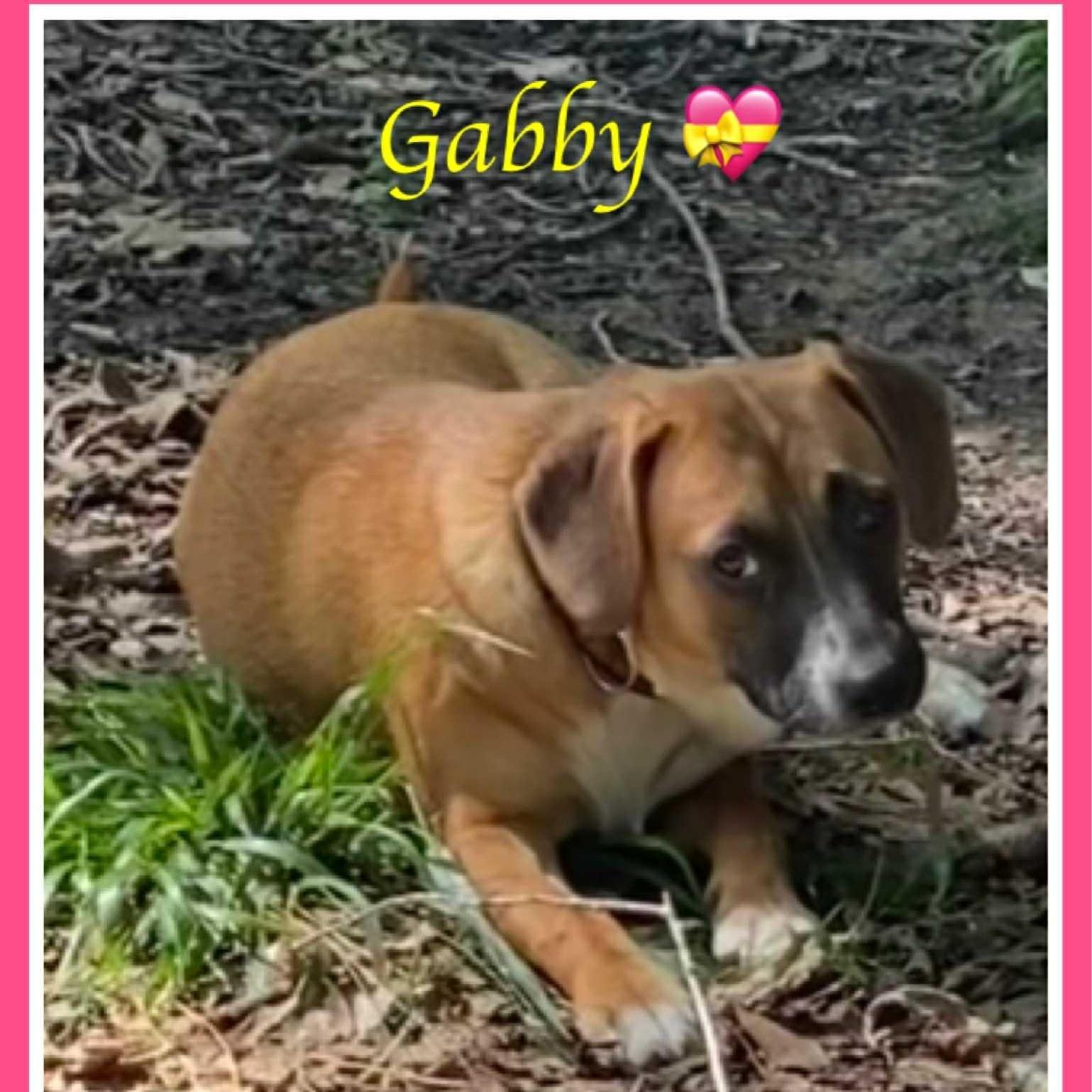 An adult medium-sized female Yellow Labrador Retriever dog named Gabby for adoption in Queen City, TX