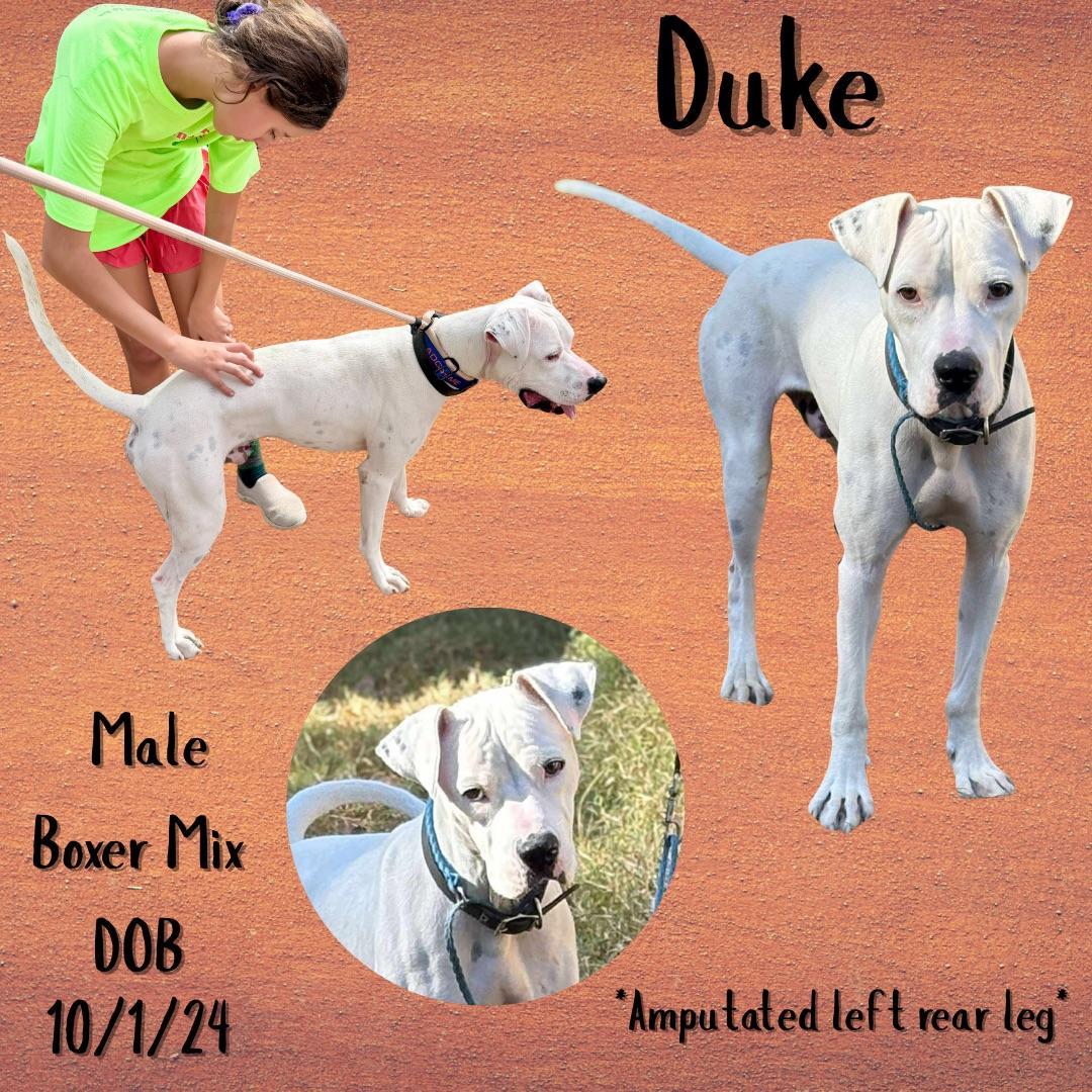 Duke