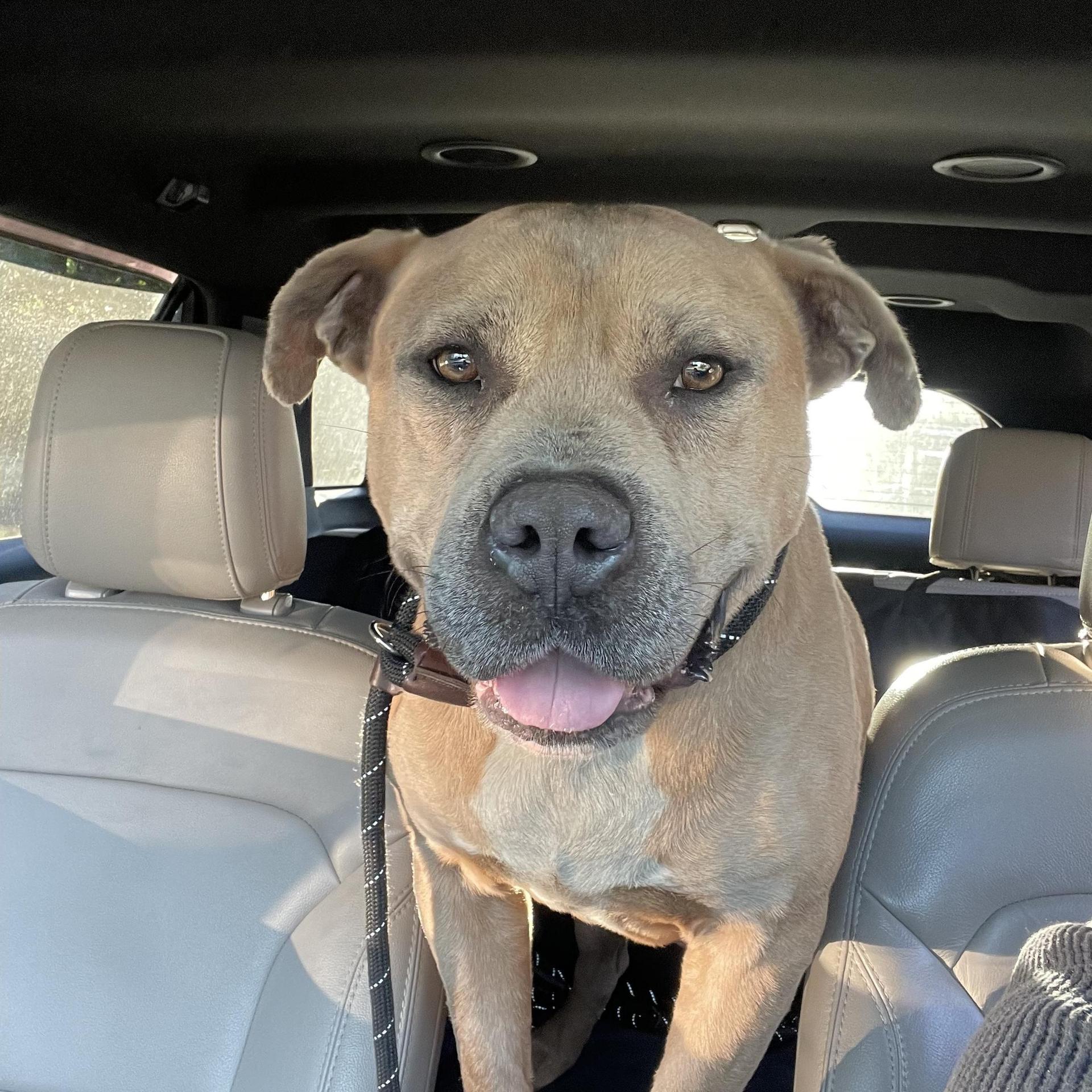 An adult medium-sized male Sable Pit Bull Terrier dog named Jughead for adoption in Holly Springs, MS
