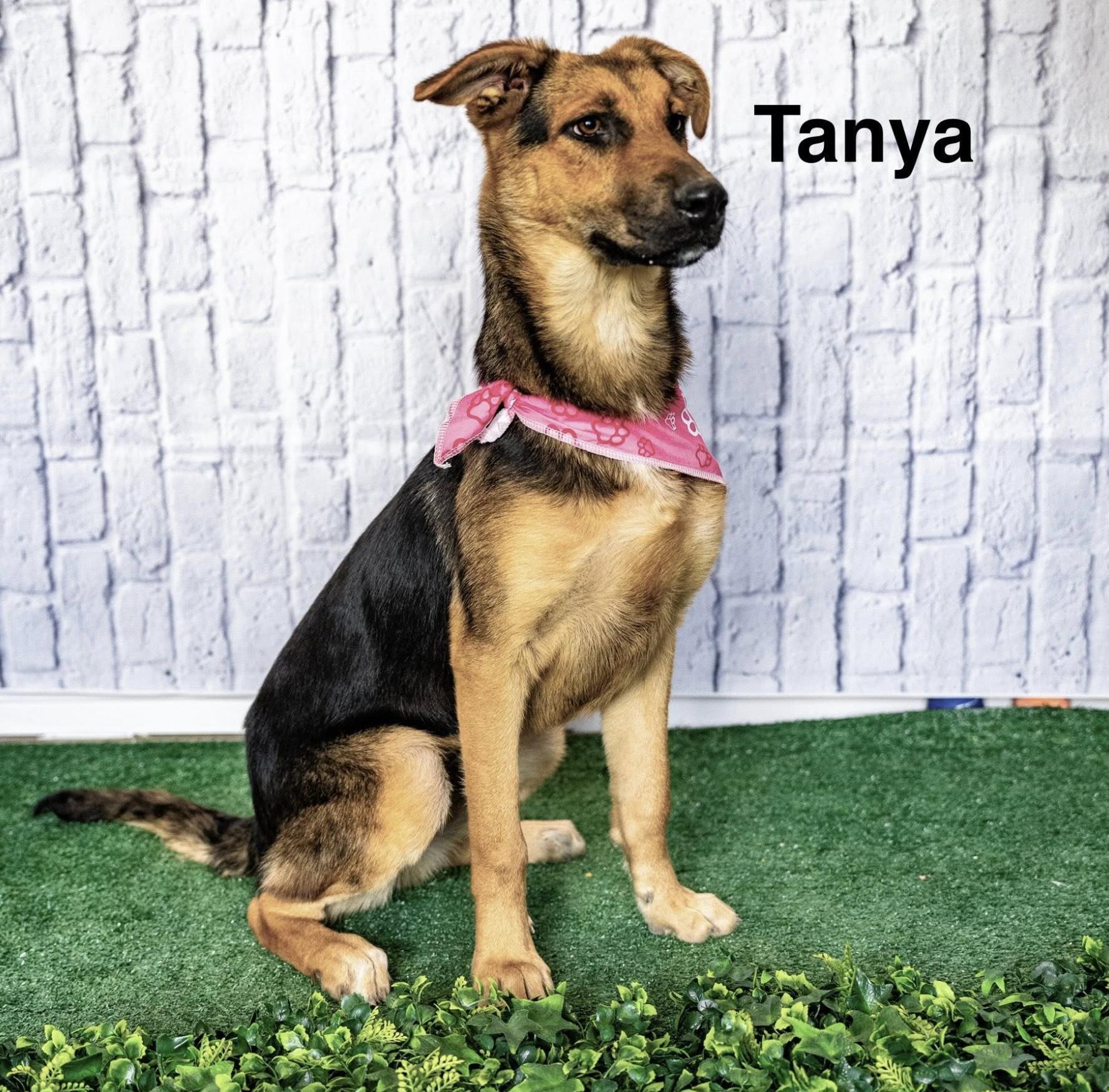 A baby medium-sized female German Shepherd Dog dog named Tanya for adoption in Allen, TX