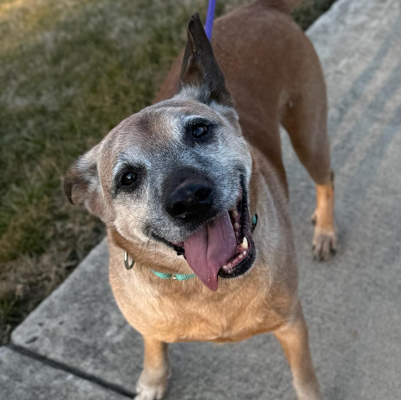 Boomerbonded With Helix photo 1