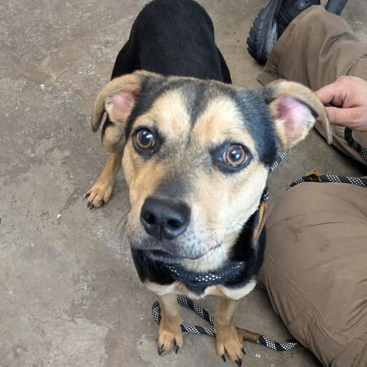 A young medium-sized female Black Terrier dog named Diamond for adoption in Cleveland, MS