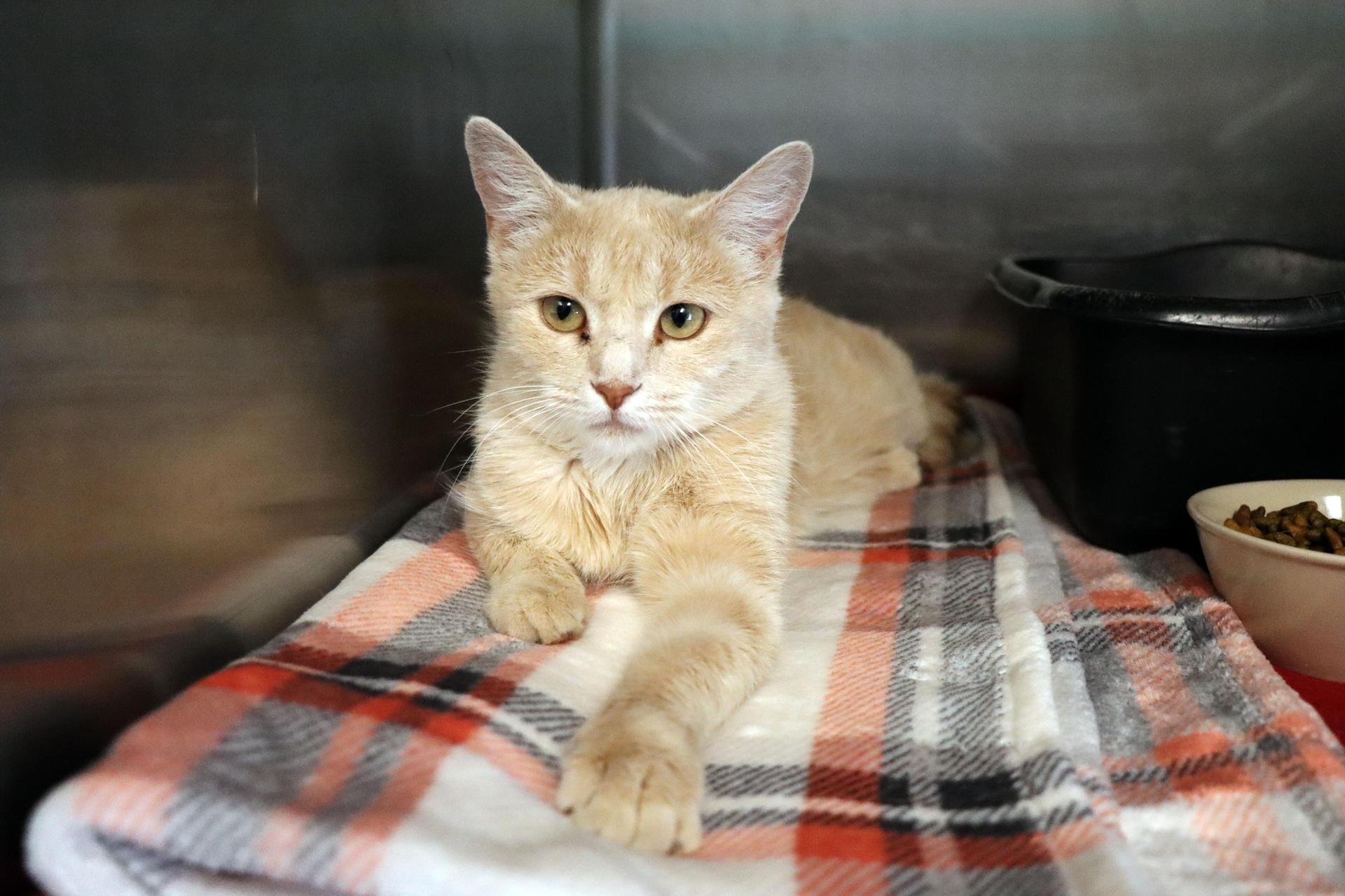 An adult medium-sized female Buff / Tan / Fawn Domestic Short Hair cat named Ivy for adoption in House Springs, MO