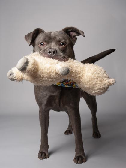 An adult medium-sized male Mixed Breed dog named Fred for adoption in Atlanta, GA