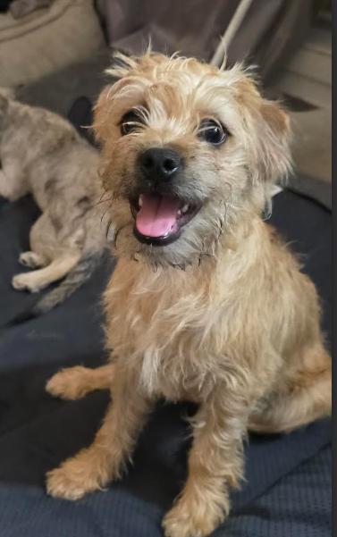 A young small-sized male Apricot / Beige Wheaten Terrier dog named Theo for adoption in Manvel, TX