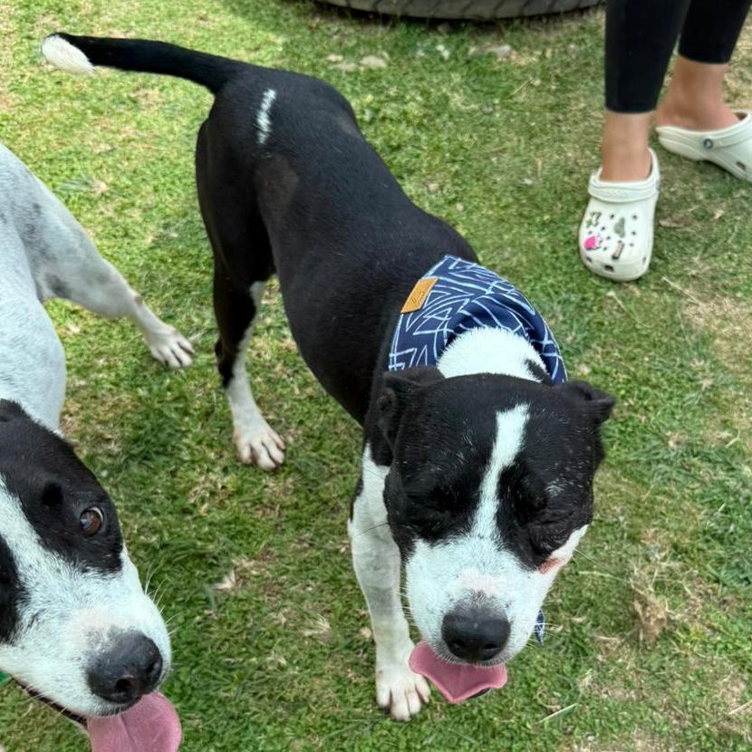 An adult medium-sized male Mixed Breed dog named Jack for adoption in Humacao, PR