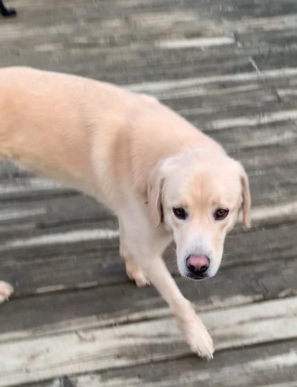 An adult medium-sized male Yellow / Tan / Blond / Fawn Labrador Retriever dog named Jonas for adoption in Coatesville, PA