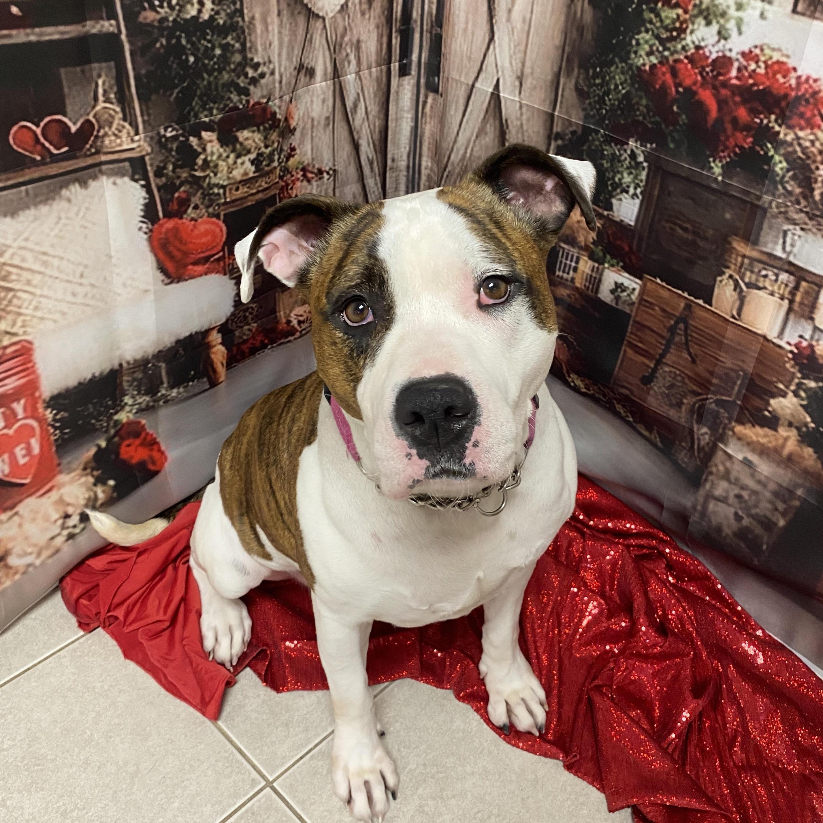 Lucy Gci Trained Graduate!!