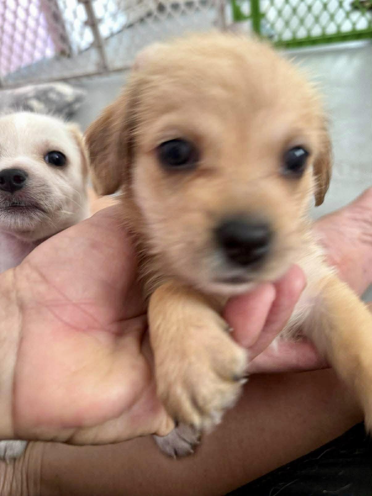 A baby small-sized female Golden Maltese dog named Lobae for adoption in Nanuet, NY