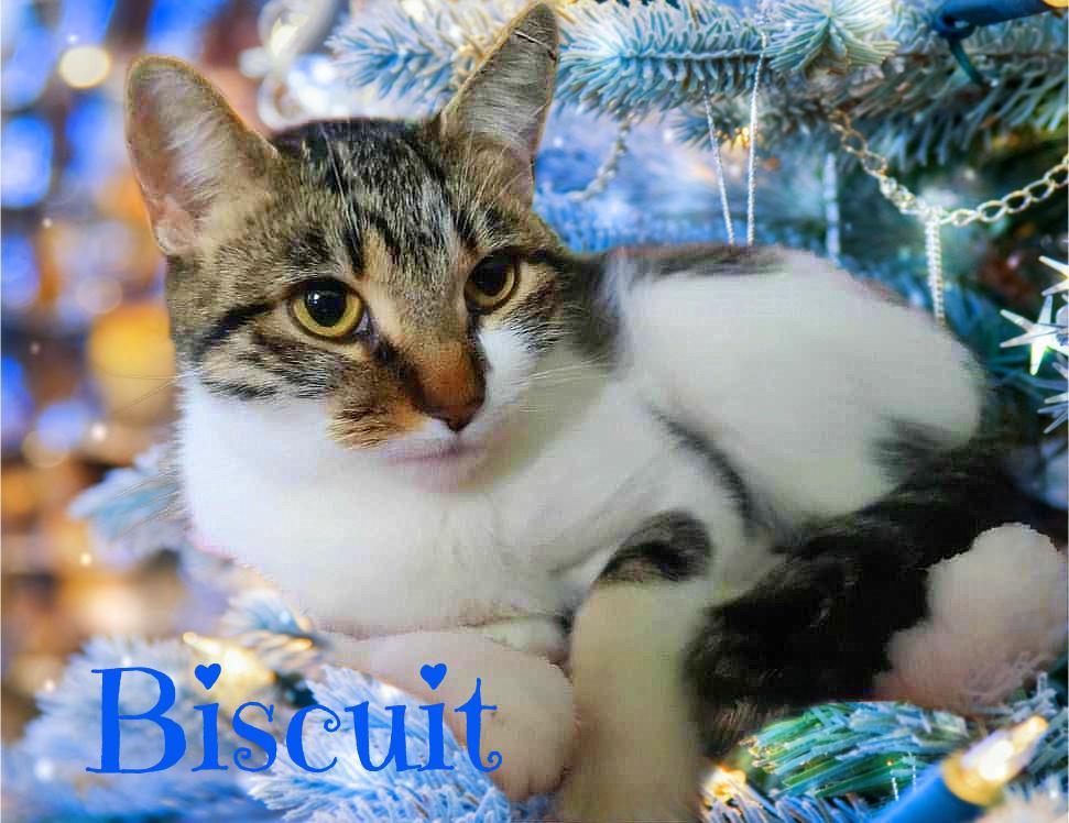 Biscuit