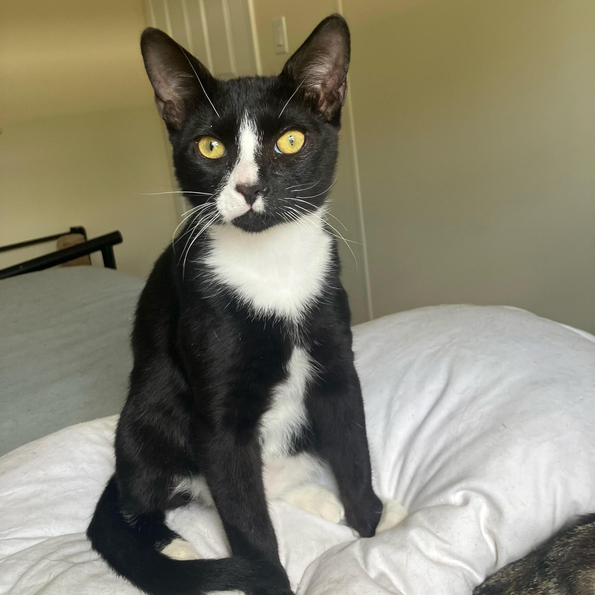 A baby medium-sized male Black & White / Tuxedo Tuxedo cat named Caspian for adoption in Miami, FL