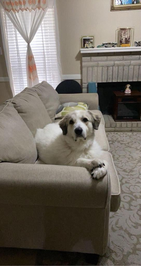 An adult large-sized male White / Cream Great Pyrenees dog named Max for adoption in Allen, TX