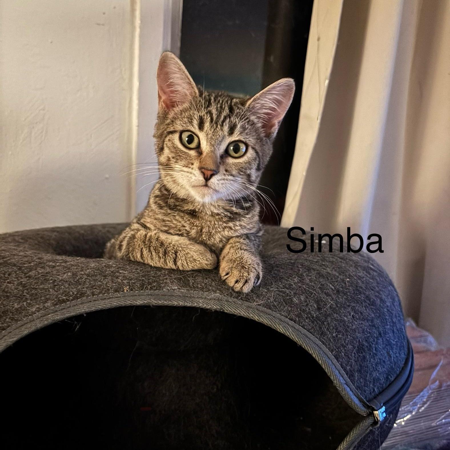 Simba M.