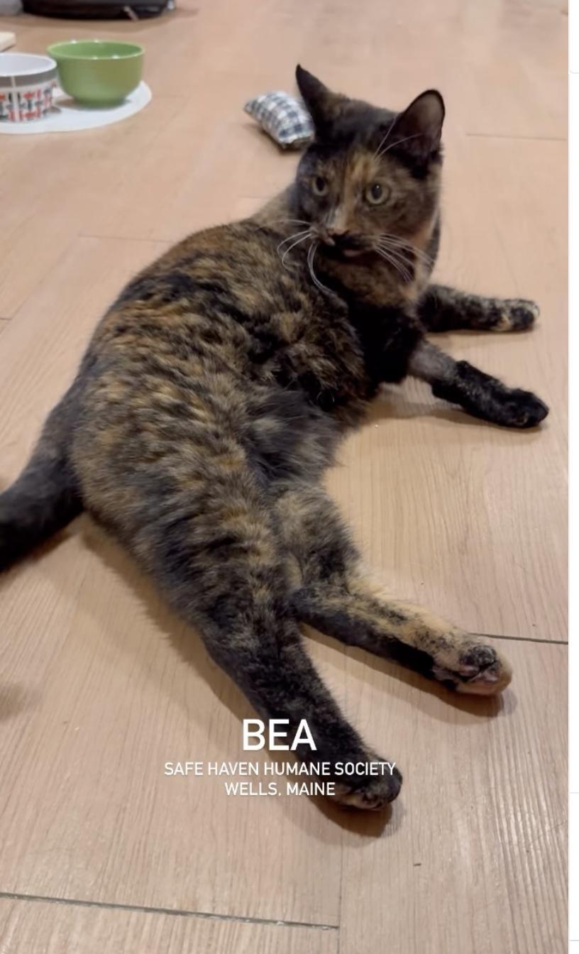 Bea