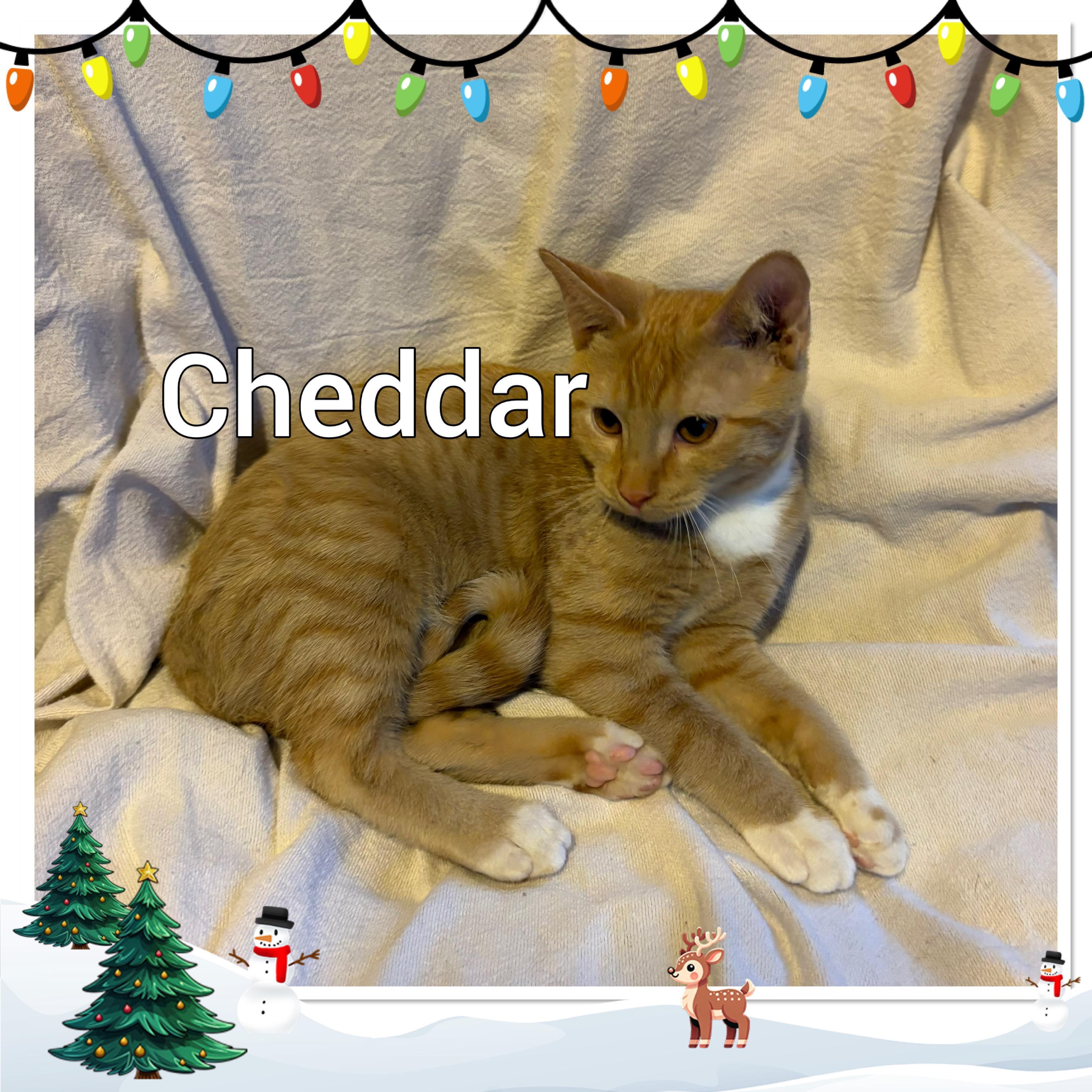 Cheddar