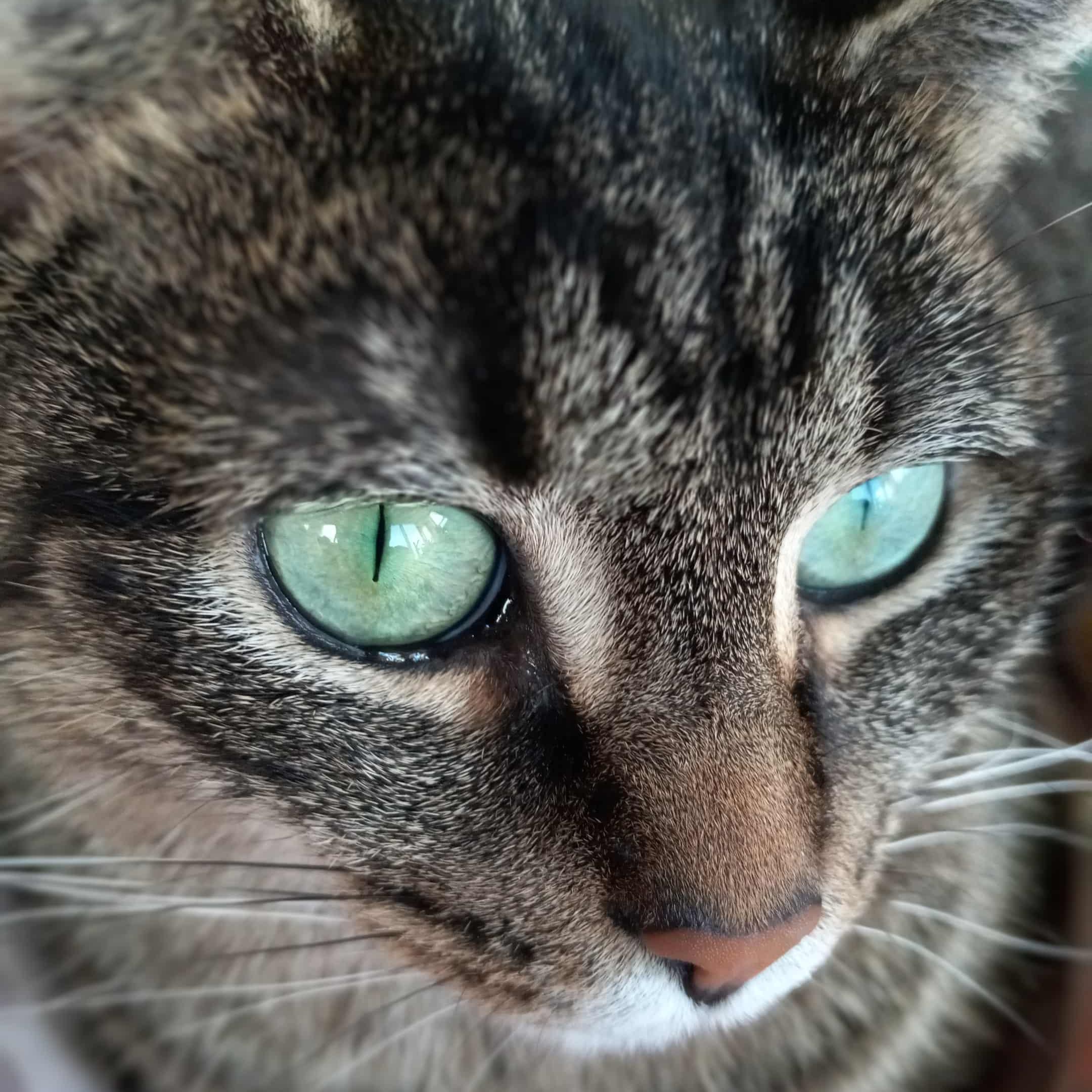 Minerva "mini" photo 1