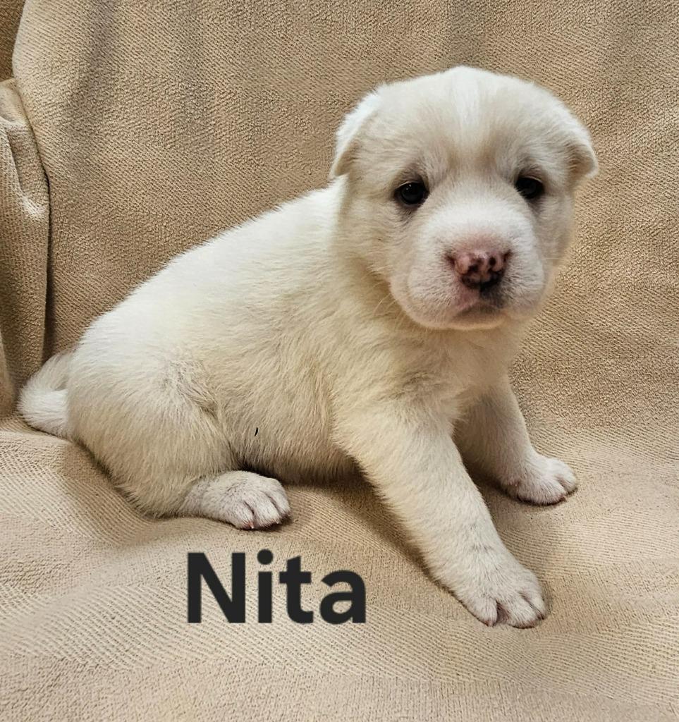 Nita