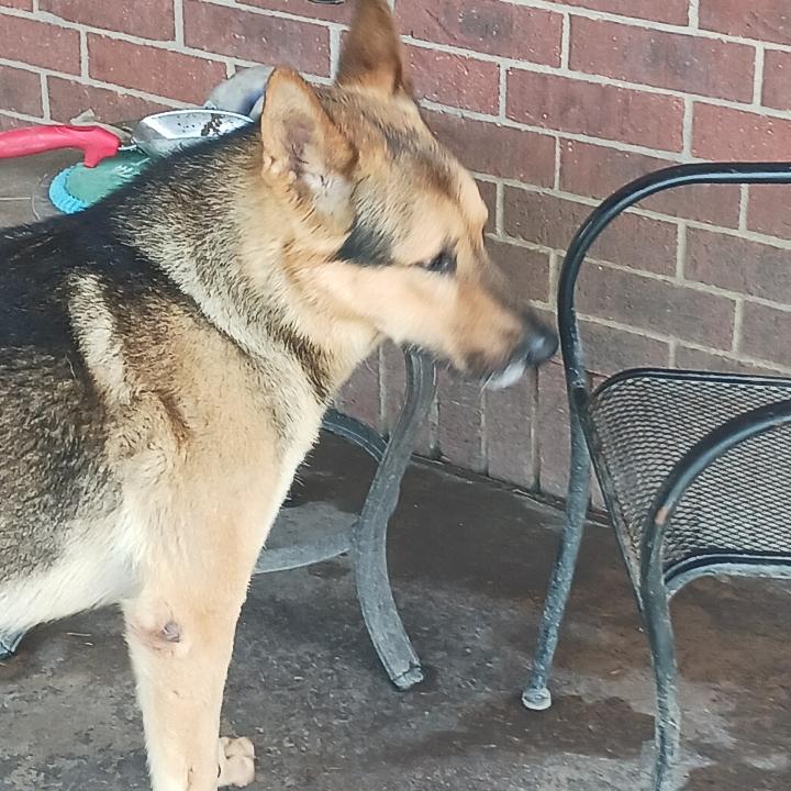 A young large-sized male Tricolor (Brown, Black, & White) German Shepherd Dog dog named Max for adoption in Greeneville , TN
