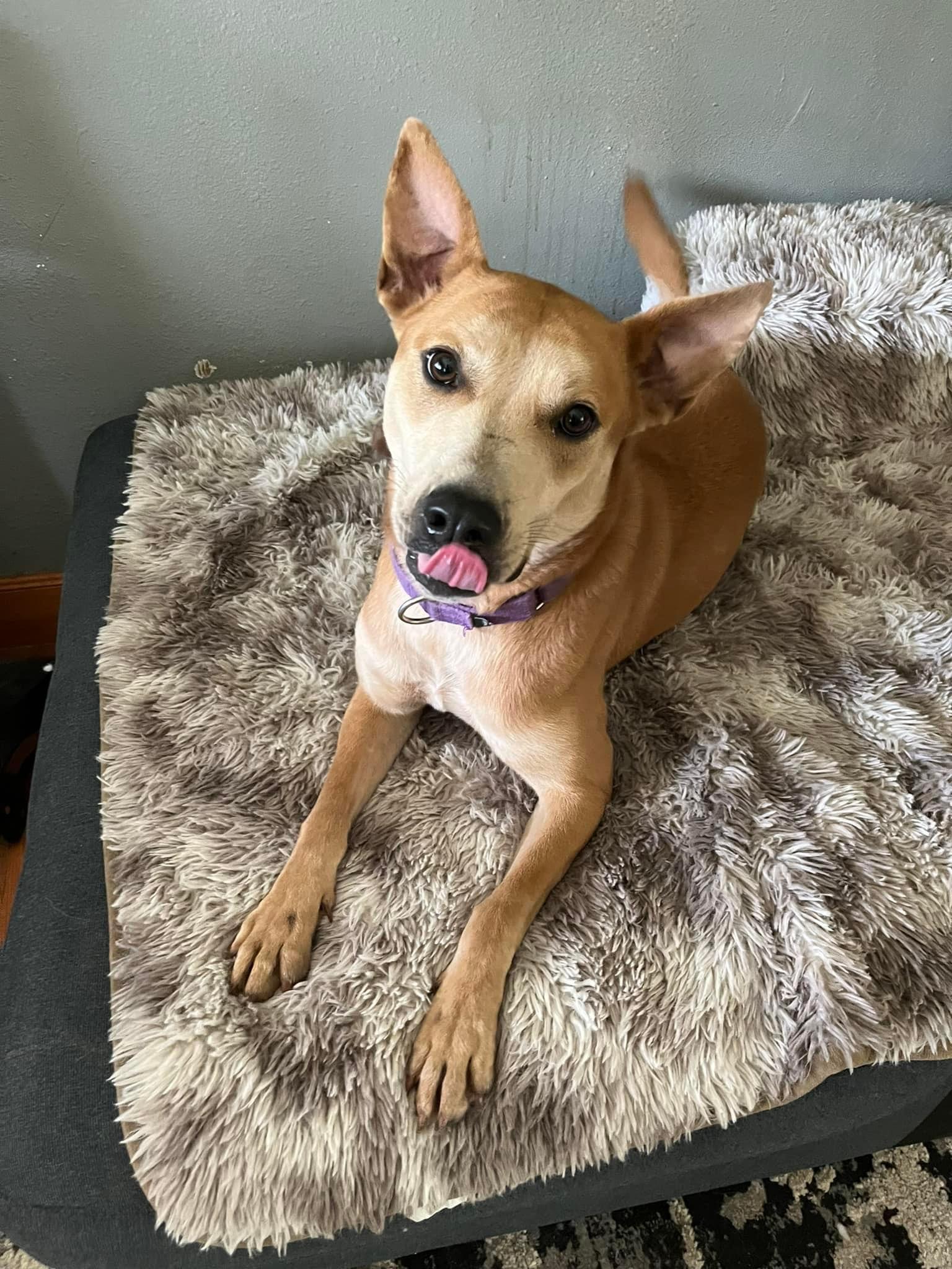 An adult medium-sized female Golden Carolina Dog dog named Sierra for adoption in Humble, TX