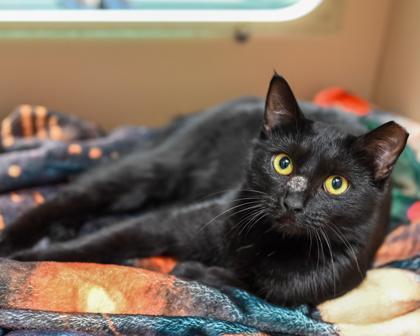 An adult medium-sized female Domestic Short Hair cat named Brooke for adoption in Chamblee, GA