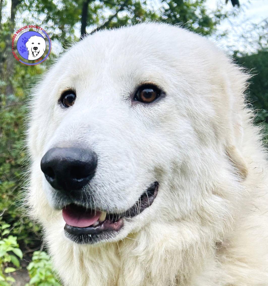 A young large-sized male White / Cream Great Pyrenees dog named Archer for adoption in Spring, TX