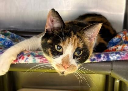 An adult small-sized female Domestic Short Hair cat named Chloe for adoption in Columbia City, IN