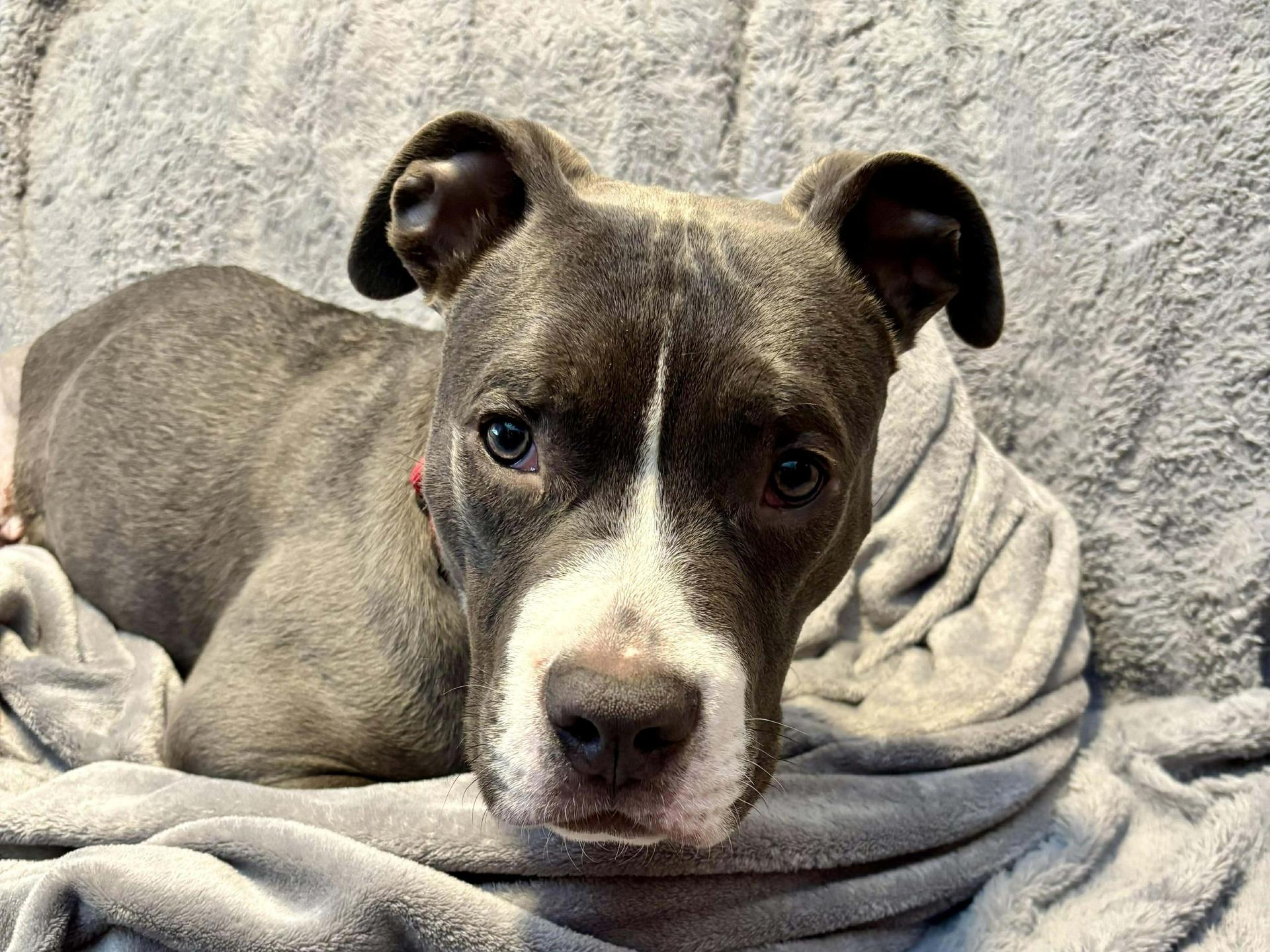 A young medium-sized male Pit Bull Terrier dog named Mack for adoption in Plainfield, IL
