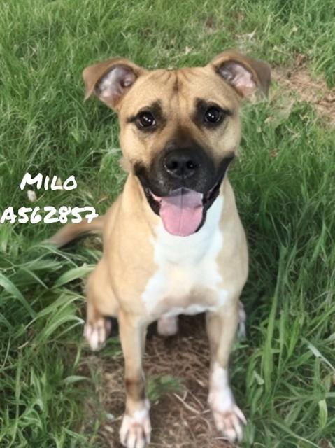 Milo