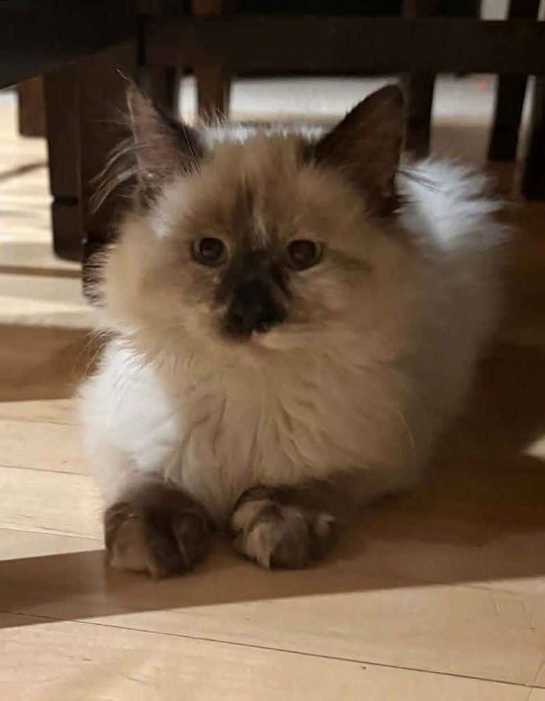 A young small-sized female Black & White / Tuxedo Domestic Long Hair cat named Japan C No for adoption in minneapolis, MN