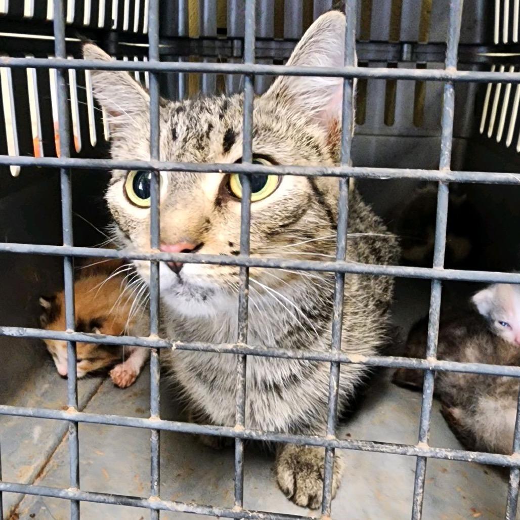 An adult medium-sized female Brown / Chocolate Domestic Short Hair cat named Gizmo for adoption in Columbus, NC