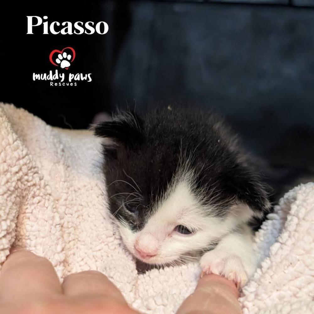 Brushstrokes Litter: