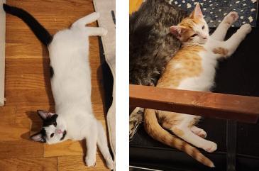 A young medium-sized male Black & White / Tuxedo Domestic Short Hair cat named Frito & Pringle for adoption in Soddy Daisy, TN