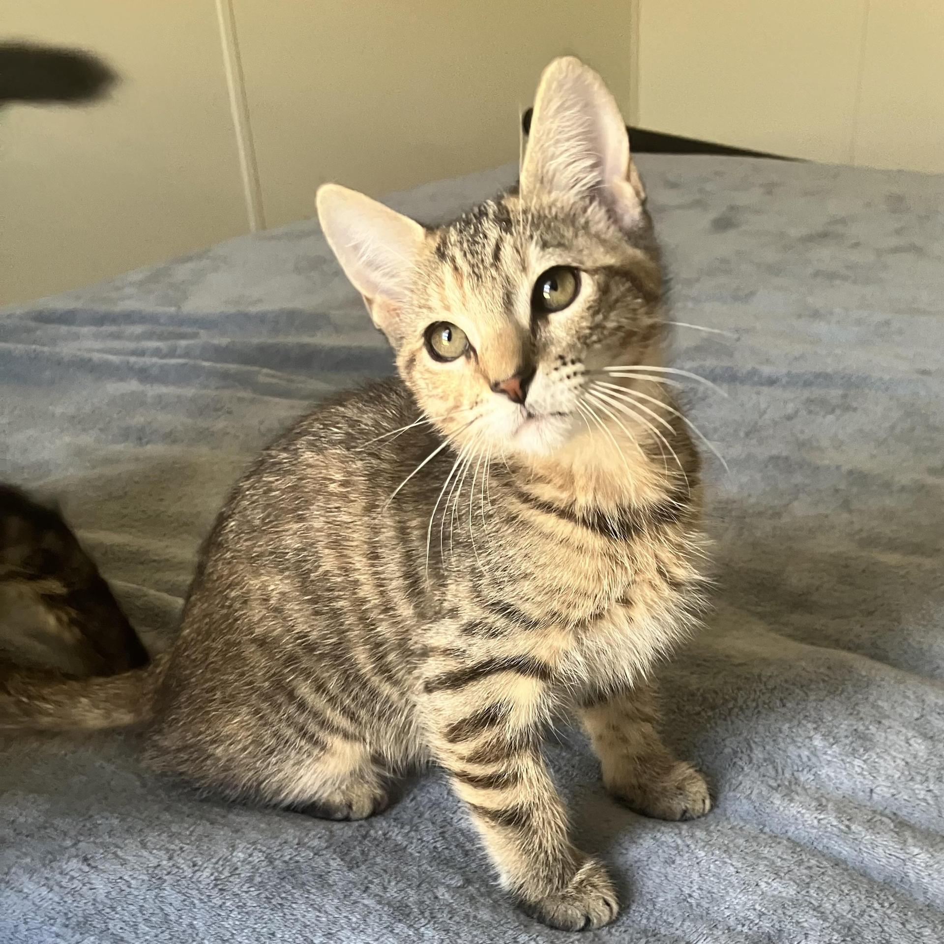 A baby small-sized female Tabby (Buff / Tan / Fawn) Tabby cat named Chloe for adoption in Miami, FL