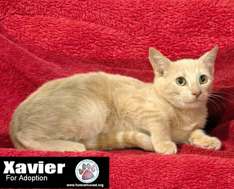 A baby small-sized male Orange / Red Domestic Short Hair cat named Xavier for adoption in Miami, FL