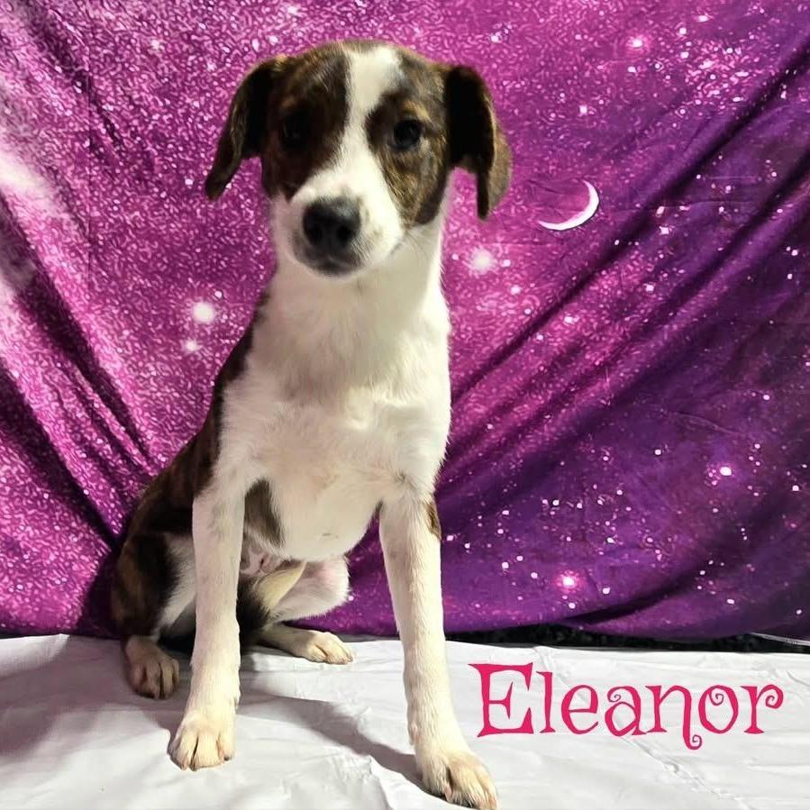 A baby small-sized female Mixed Breed dog named Eleanor for adoption in Joliet, IL