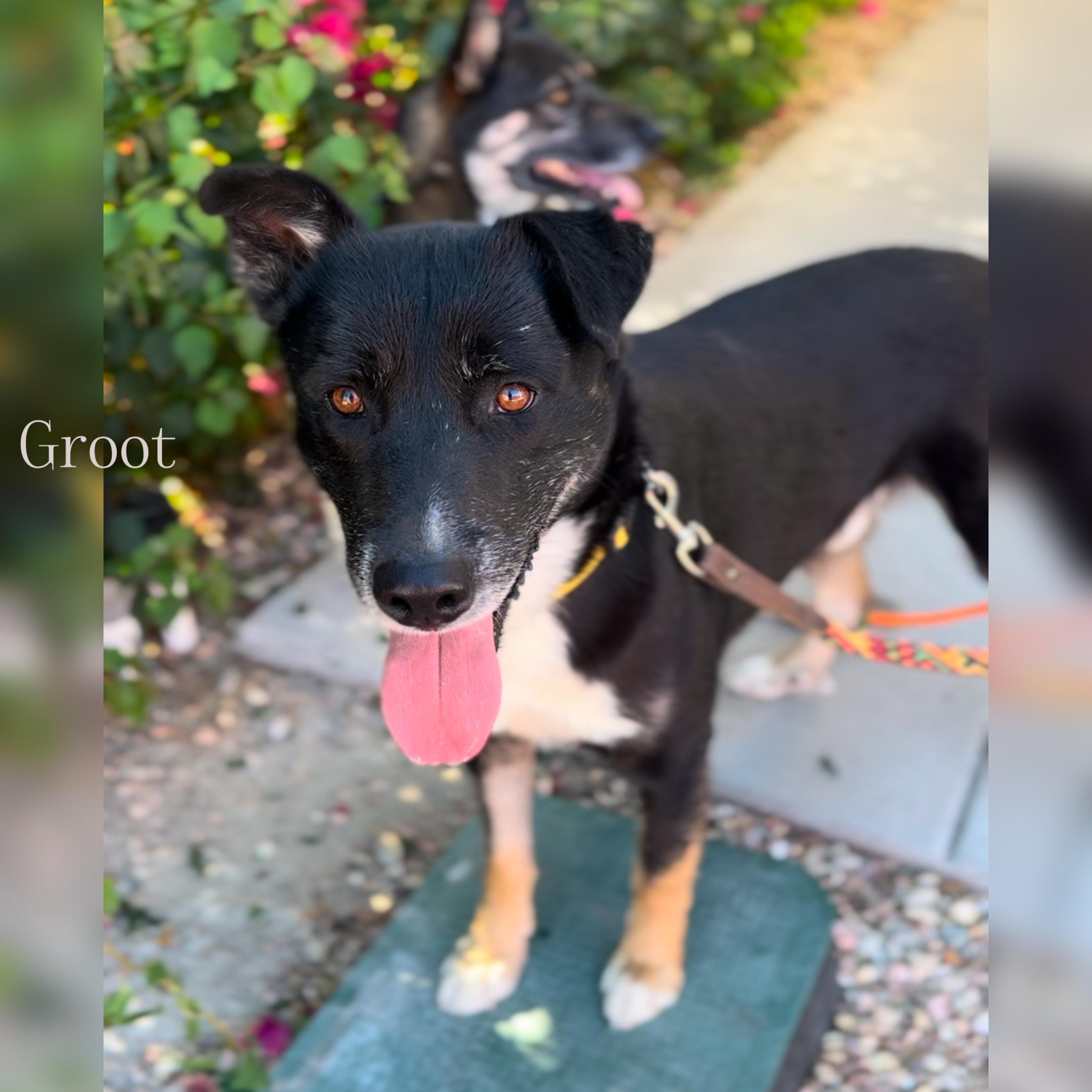 Groot And Zaya Bonded